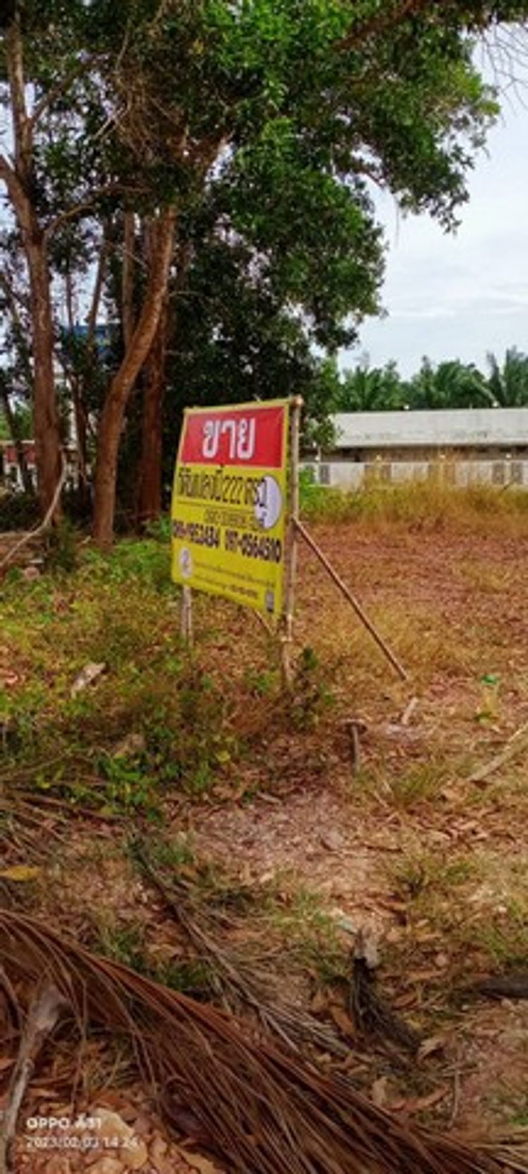  ที่ดินเปล่าถมแล้ว 203 ตรว. ติดถนนคอนกรีต ใกล้แหล่งชุมชน อ.เมือง , ภาพที่ 4