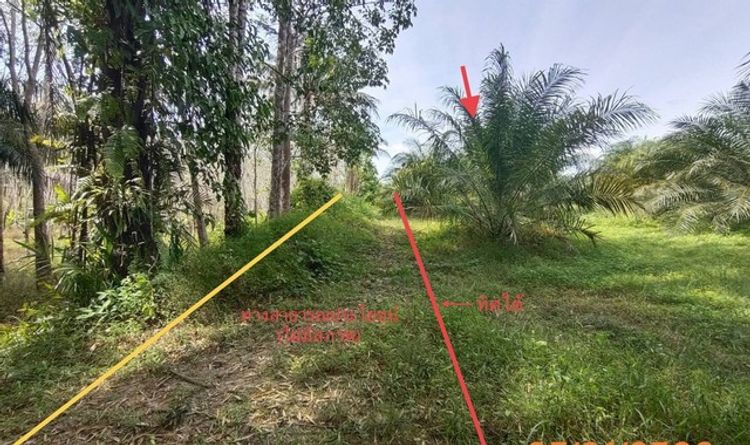 ขายที่ดินว่างเปล่า    อำเภอลำทับ กระบี่ (PKK01-11811), ภาพที่ 4