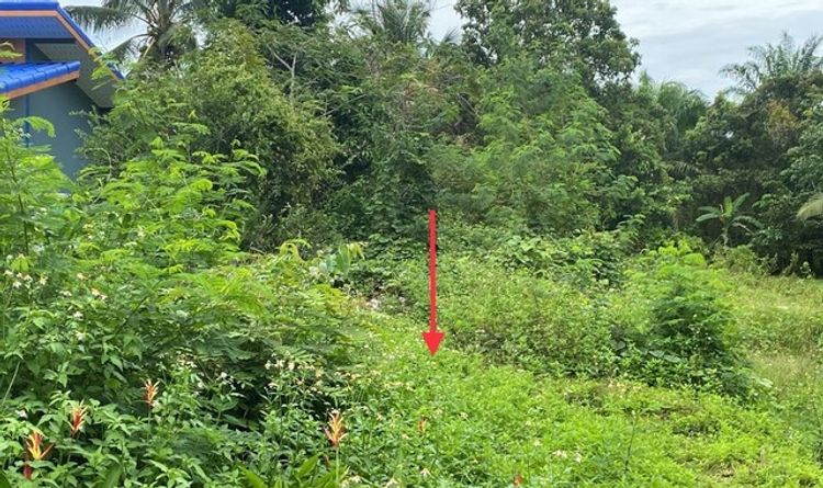 ขายที่ดินว่างเปล่า  อำเภอป่าบอน   พัทลุง (PKK01-10650), ภาพที่ 4