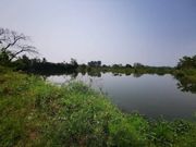 ขายที่ดินบ่อปลา ลึก 2 เมตร  สันทรายหลวง  สันทราย​  ราคา 9.5 ล้าน