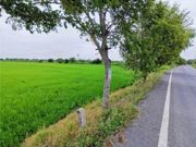ขาย ที่ดิน ตำบลบางเตย อำเภอสามโคก จังหวัดปทุมธานีขายที่ดิน 52 ไร่ ใกล้มหาวิทยาลัยชินวัตร ต.บางเตย อ.สามโคก จ.ปทุมธานี
