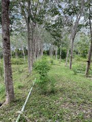 ขายที่ดินพร้อมสวนยาง เจ้าของขายเอง ติดถนน เนื้อที่ 4 ไร่ 2 งาน ขาย ที่ดิน ตำบลท่าเรือ อำเภอโคกโพธิ์ จังหวัดปัตตานี
