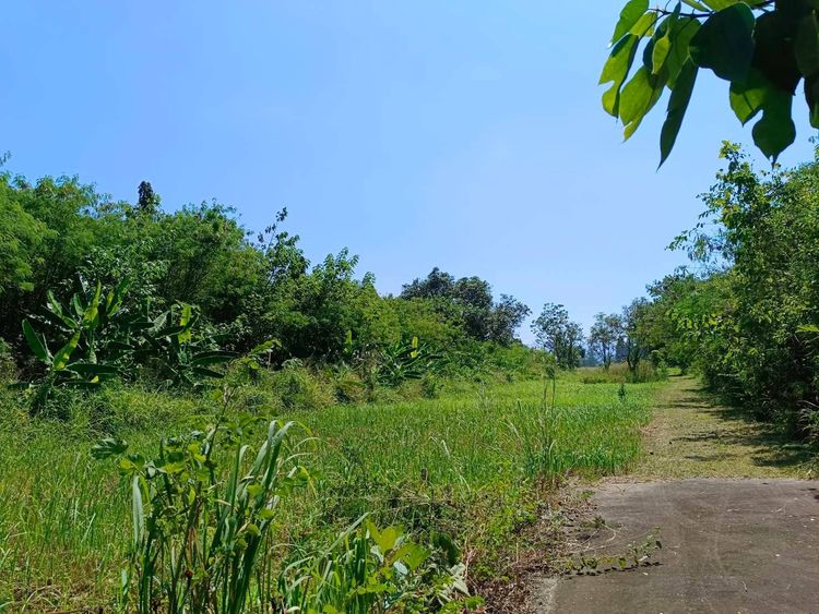 ขายที่ดิน 18-0-22 ไร่ พร้อมบ้านพักตากอากาศ ปากช่อง-เขาใหญ่, ภาพที่ 4