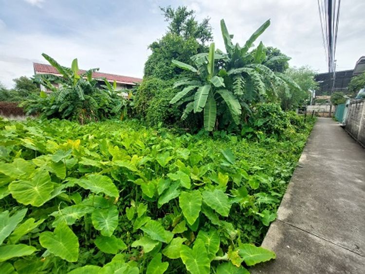 ขายที่ดิน ซ.จรัญสนิทวงศ์3 (ซ.สมชาย) พื้นที่ 143 ตรว. หน้ากว้าง 26 เมตร, ภาพที่ 4