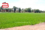 ที่ดินเปล่า สวนเกษตรเรือนไทย เนื้อที่ 2-0-12.7 ไร่ ถ.บางบัวทอง-สุพรรณบุรี อ.บางปลาม้า จ.สุพรรณบุรี