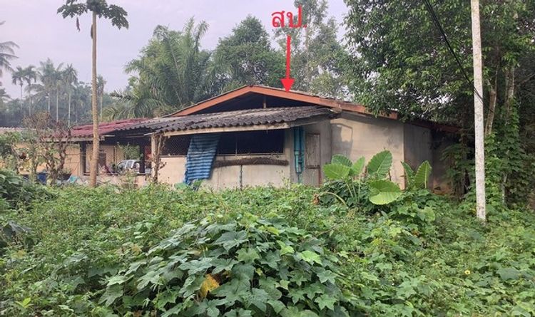ขายบ้านเดี่ยวใกล้ โลตัลเวียงสระ อำเภอเวียงสระ จังหวัดสุราษฎร์ธานี, ภาพที่ 4