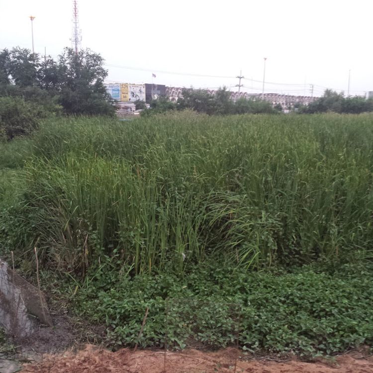 ขาย ที่ดิน ตำบลหนองแค อำเภอหนองแค จังหวัดสระบุรี, ภาพที่ 4