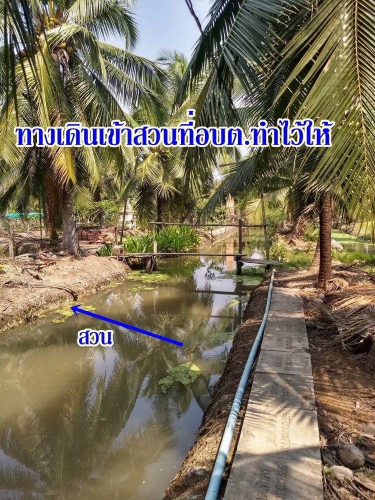 ขายที่ดินสวนมะพร้าว(รถเข้าไม่ได้) ตำบลท่าคา อำเภออัมพวา เจ้าของขายเอง, ภาพที่ 4