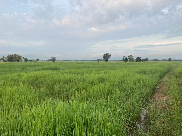 ขาย ที่ดิน ตำบลห้วยลาน อำเภอดอกคำใต้ จังหวัดพะเยา, ภาพที่ 4
