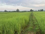 ขาย ที่ดิน ตำบลห้วยลาน อำเภอดอกคำใต้ จังหวัดพะเยา