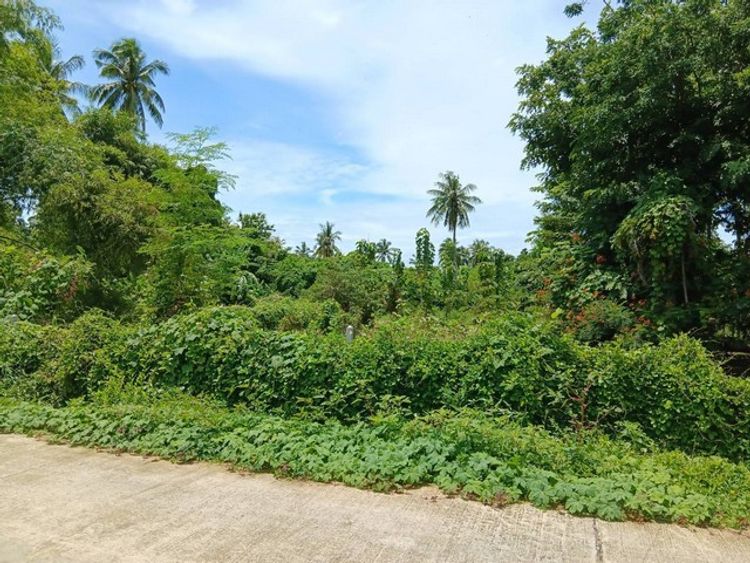 ขายที่ดิน 4  ไร่ ติดคลองบางแพ (วัดวังเย็น)  อ.บางแพ จ.ราชบุรี  ZW262, ภาพที่ 4