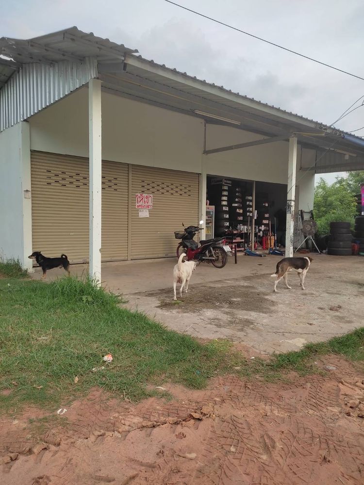 ขายที่ดินติดถนนเส้นโรงพยาบาลภูสิงห์ตำบลห้วยตึ๊กชู อำเภอภูสิงห์, ภาพที่ 4