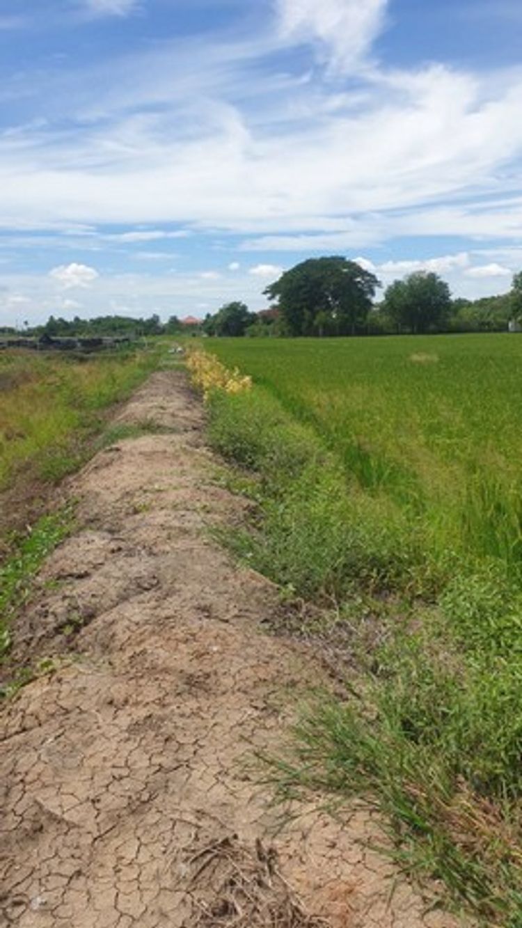 ขายที่ดิน 25 ไร่ คลองโยง แปลงสวย หน้ากว้าง ใกล้ ม.มหิดล , ภาพที่ 4