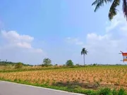 ขาย ที่ดิน ตำบลหนองเสือช้าง อำเภอหนองใหญ่ จังหวัดชลบุรี