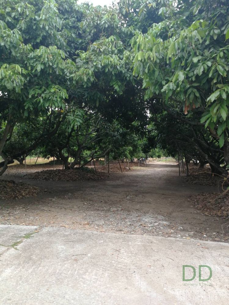 DD#0127 ขายที่สวน ต.หนองตอง อ.หางดง เชียงใหม่ 4ไร่-1งาน-59ตร.วา, ภาพที่ 4