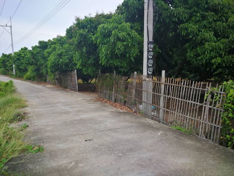 DD-0127 ขายที่สวน ต.หนองตอง อ.หางดง เชียงใหม่ 4ไร่-1งาน-59ตร.วา, ภาพที่ 4