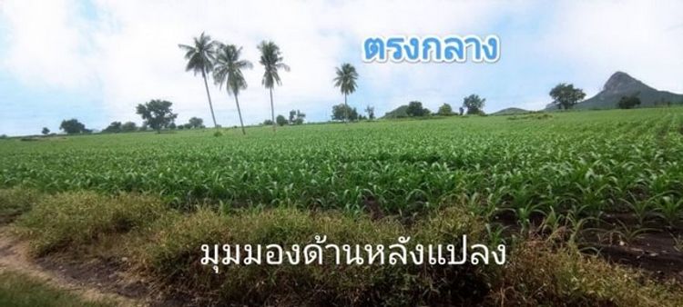 ขายที่ดิน ลพบุรี ชัยบาดาล วิวภูเขาสวยๆ ตำบลใหม่สามัคคี อำเภอชัยบาดาล , ภาพที่ 4
