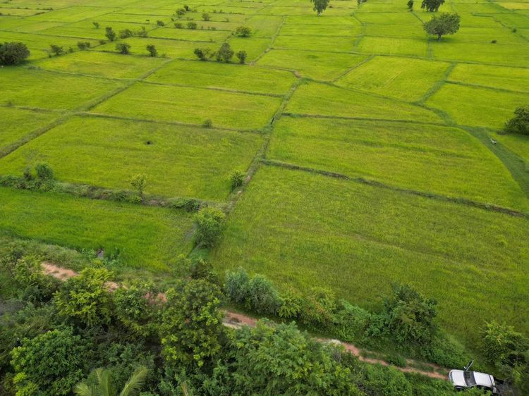 ขายที่ดินราคาถูกๆ ตำบลละทาย อำเภอกันทรารมย์ จังหวัดศรีสะเกษ, ภาพที่ 4