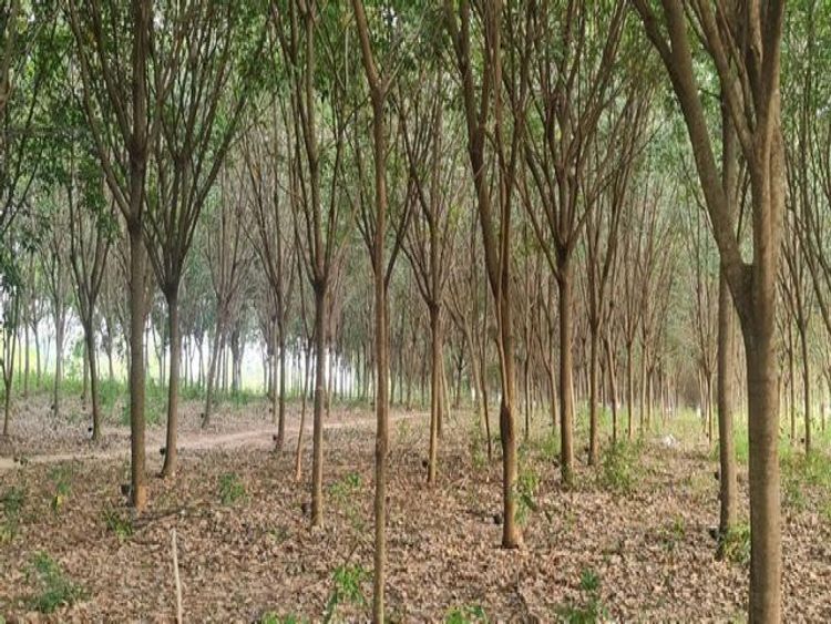 ขายที่ดิน สวนยางพารา 21 ไร่ เจ้าของขายเอง  จังหวัดอำนาจเจริญ, ภาพที่ 4