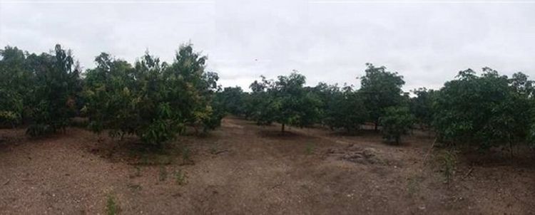 ขายที่ดินว่างเปล่า บ้านเหล่ายาวเหนือ บ้านโฮ่ง ลำพูน  PSC09589, ภาพที่ 4