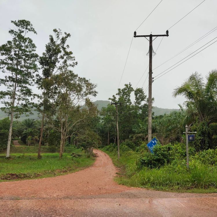 ขายสวนปาล์ม  โรงเรียนบ้านหนองปลา ติดอ่างเก็บน้ำท่าหิน สวี ชุมพร, ภาพที่ 4