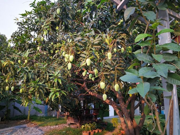 ให้เช่า บ้าน ในโครงการ  บ้านสไตล์รีสอร์ท ช่างอากาศอุทิศ 10 ดอนเมือง , ภาพที่ 4