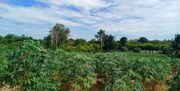 ขาย ที่ดิน ตำบลหนองสาหร่าย อำเภอปากช่อง จังหวัดนครราชสีมา