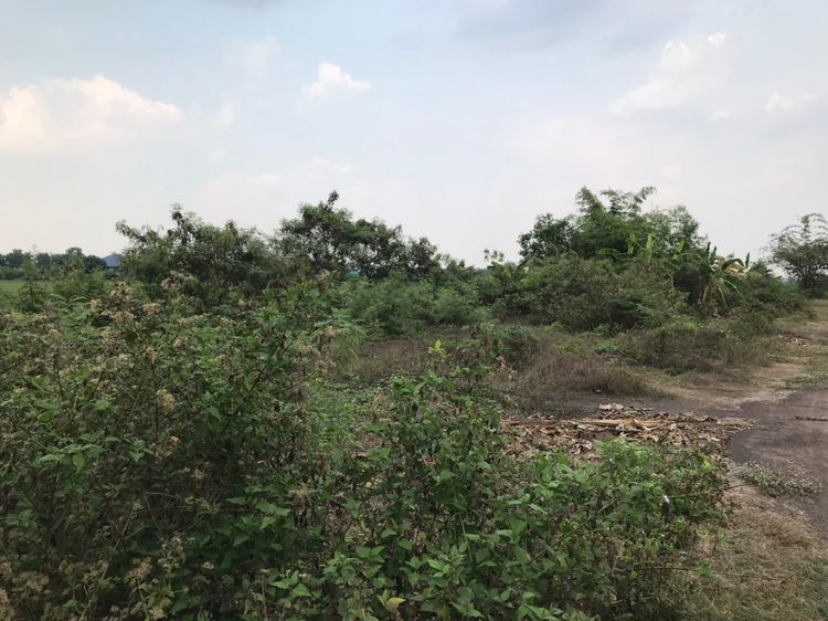 ขาย ที่ดิน ตำบลคลองสี่ อำเภอคลองหลวง จังหวัดปทุมธานี, ภาพที่ 4