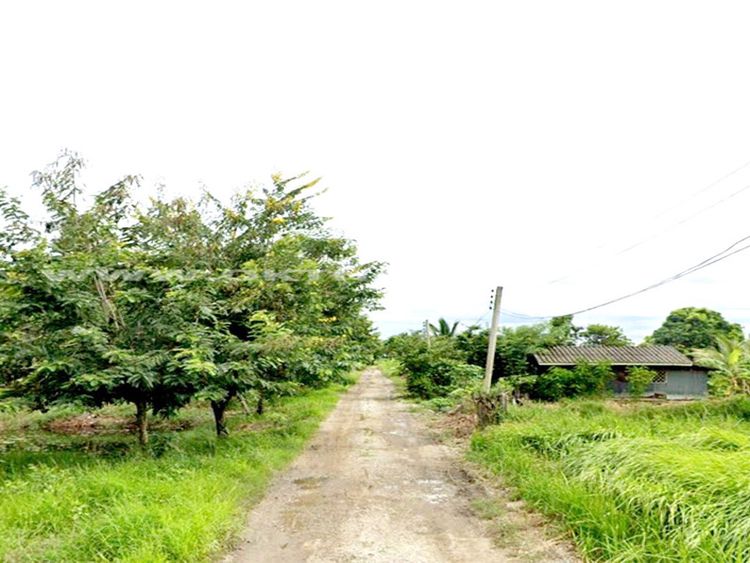 ขาย โกดัง / โรงงาน แขวงหนองจอก เขตหนองจอก กรุงเทพมหานคร, ภาพที่ 4