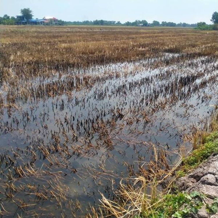 ที่ดินเปล่า เหมาะสำหรับทำที่พักอาศัย ลาดหลุมแก้ว จ. ประทุมธานี, ภาพที่ 4