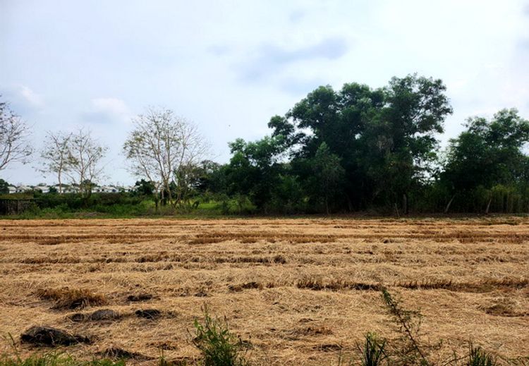 ขายที่ดิน คลองห้า ซอยคลองห้าตะวันออก 10 ถนนคลองหลวง อำเภอคลองหลวง, ภาพที่ 4