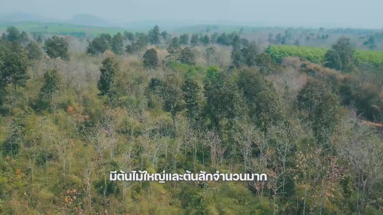 ขายที่ดิน 119 ไร่ ติดถนนบ้านฝายแก้ว-บ้านดงป่าสัก ต.ฝายแก้ว อ.ภูเพียง 5, ภาพที่ 4