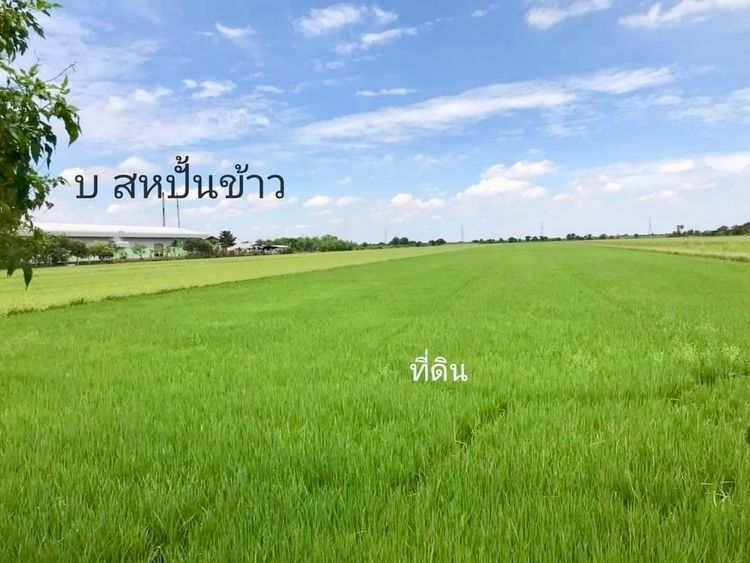 ขายด่วน ที่ดินเปล่า ( ไทรน้อย นนทบุรี ) 2แปลง 2โฉนด มีทางเข้า-ออก, ภาพที่ 4