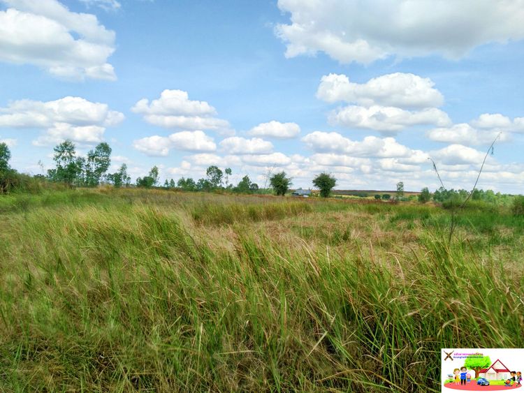ที่ทำเกษตรผืนใหญ่ 70-2-35.5 ไร่ ดินดี การเดินทางสะดวก ต.หนองหลวง, ภาพที่ 4