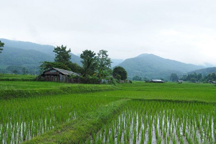 ที่ดินแปลงสวย...วิวดอยภูคา...ใกล้แหล่งท่องเที่ยวชื่อดัง ...อ.ปัว, ภาพที่ 4