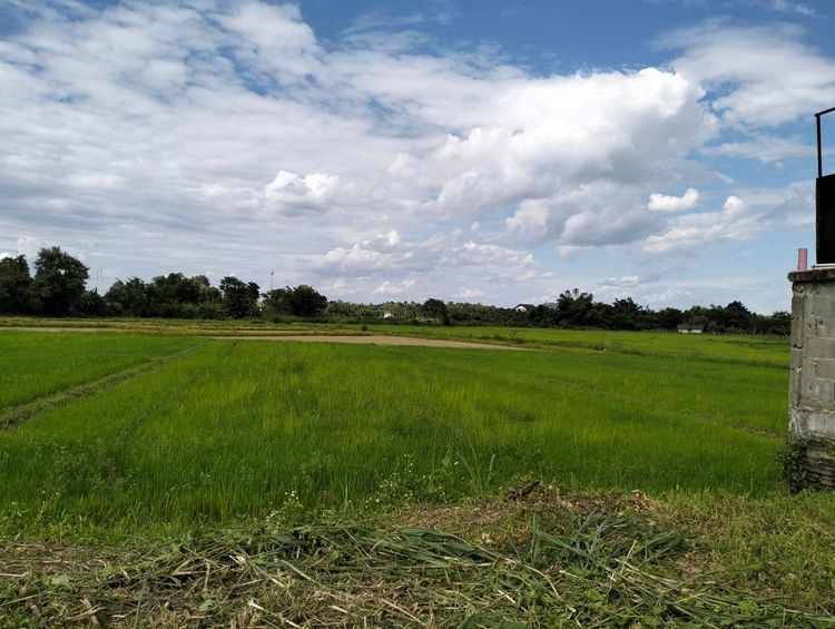 ขายด่วน ถูกมาก ที่ดินปรับถมแล้ว ในโครงการ บ้านสันมะนะ ต.ป่าอ้อดอนชัย , ภาพที่ 4