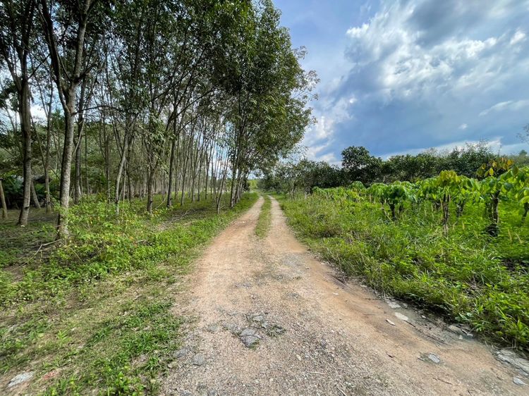 ขายที่ดินพร้อมต้นยาง100ต้น บ้านหนองบัวเนื้อที่ 2 ไร่ อ.บ้านค่าย จ.ระยอง, ภาพที่ 4