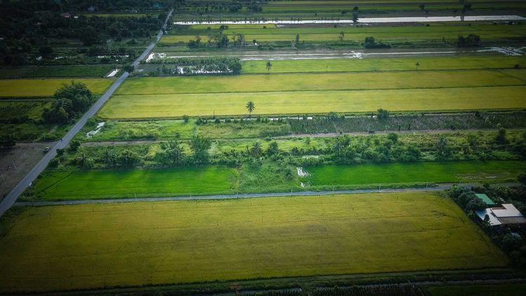 ขายที่ดิน ต.ศีรษะกระบือ อ.องครักษ์ จ.นครนายก, ภาพที่ 4