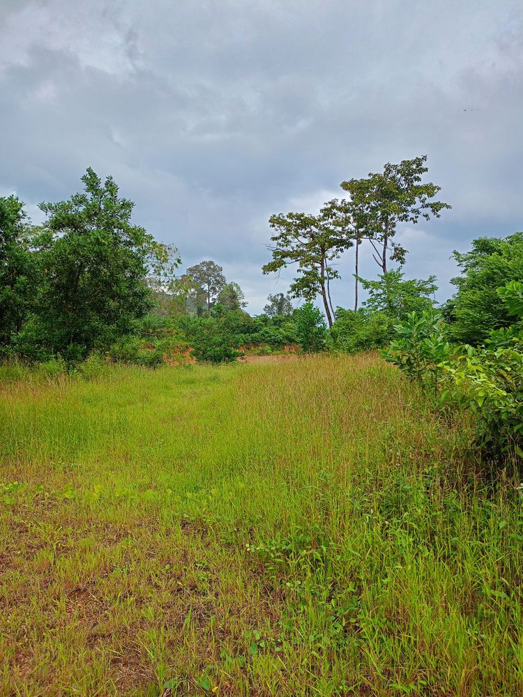 ขาย ที่ดิน ตำบลม่วงกลวง อำเภอกะเปอร์ จังหวัดระนอง, ภาพที่ 4