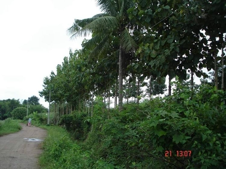 ขาย ที่ดิน ตำบลปากตม อำเภอเชียงคาน จังหวัดเลย 2 ไร่ครึ่งกว่า, ภาพที่ 4