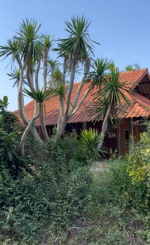 ให้เช่าบ้านพร้อมสวนที่ชุมพร 4 ไร่ครึ่งเหมาะสำหรับอยู่อาศัยหรือเปิดร้านค้า คาเฟ่ ร้านอาหาร 
