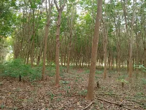 ขาย ที่ดิน ตำบลปากตม อำเภอเชียงคาน จังหวัดเลย 10-1-80 ไร่