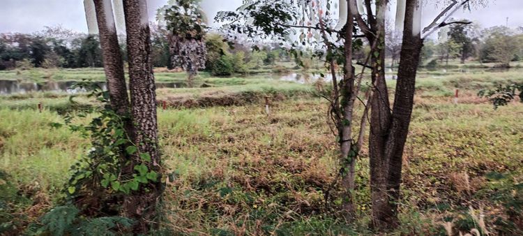 ขายถูก ที่ดินเปล่า ขามทะเลสอ ราคาถูก ใกล้เมืองโคราช ติดถนนทางหลวง 2068, ภาพที่ 4