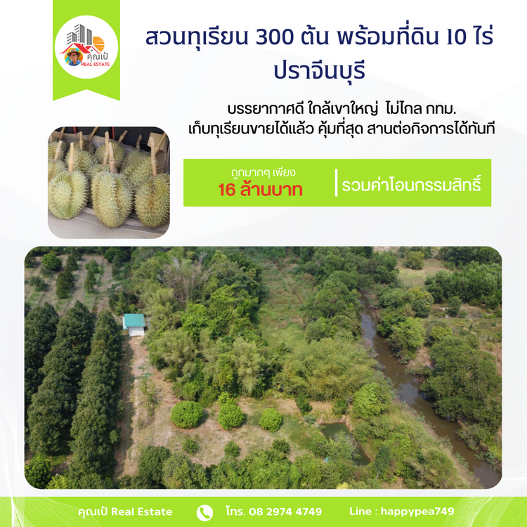 ที่ดินปราจีนบุรี 10 ไร่ พร้อมสวนทุเรียนหมอนทองปลอดสารพิษ 300 กว่าต้น, ภาพที่ 4