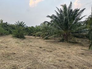 ขายด่วนๆที่ดิน สวนปาล์ม 54 ไร่ ตำบลสุขฤทัย อำเภอห้วยคต จังหวัดอุทัยธานี 