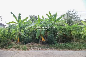 ขายที่ดินเปล่า หมู่บ้าน เรืองอนันต์ เพชรเกษม ซ.64 บางแค 203 ตร.ว ใกล้สถานีรถไฟฟ้า MRT ขายต่ำกว่าราคาประเมิน