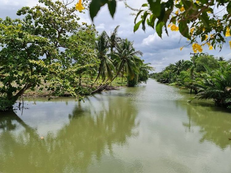 ขายสวนมะพร้าวติดคลอง ราคาถูก  เชิญทางนี้ ต.ยี่สาร อ.อัมพวา, ภาพที่ 4