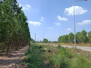 ขายถูก ที่ดิน 4ไร่ หนองแวง วัฒนานคร สระแก้ว สวย ติดถนนสายรอง ทำเกษตร ปลูกบ้าน