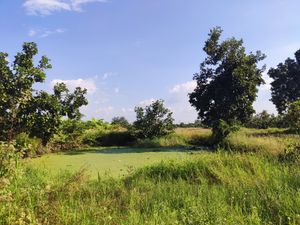 ขายที่ดินเกษตรพร้อมสระน้ำ มีไฟฟ้า-น้ำบาดาล ต.หารแก้ว อ.หางดง ใกล้เทศบาล-วัด