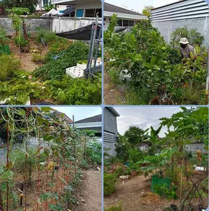 ขาย ที่ดินย่านวัชรพล 50 ตร.วา ตอกเข็มแล้วสำหรับบ้าน 3 ชั้น ถ.สุขาภิบาล 5 ซอย 5 แยก 20 เขตบางเขน กรุงเทพมหานคร